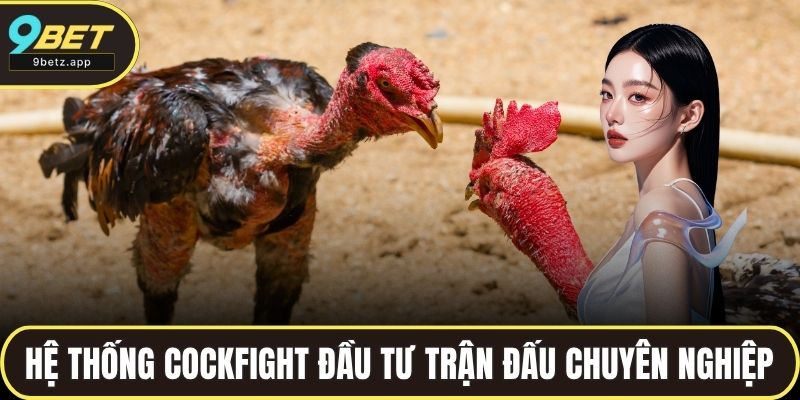 Hệ thống Cockfight đầu tư trận đấu chuyên nghiệp, bảo mật cao