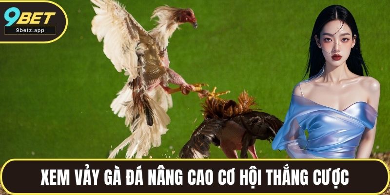 Hướng dẫn xem vảy gà đá nâng cao cơ hội thắng cược